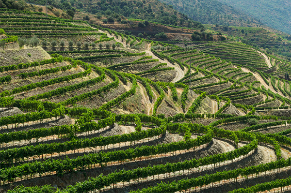 Cockburn's Fine Tawny Port - Terroir