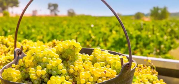 Vinho Chardonnay - feito com a rainha das uvas brancas - uvas