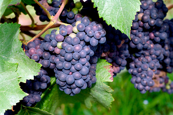 Viñapeña Tempranillo - Uvas