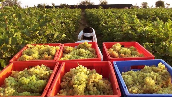 Vinho branco - da colheita ao preparo, detalhes que você vai adorar - Colheita