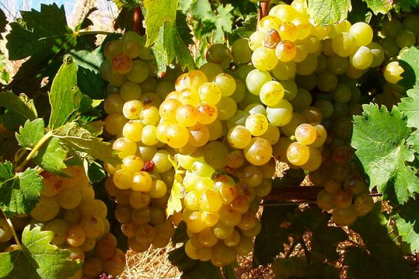 Vinho italiano - a fronteira do conhecimento sobre vinhos - Cachos de uva Moscato