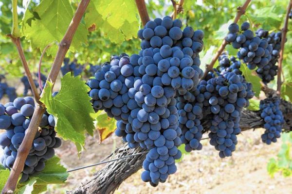 Vinho italiano - a fronteira do conhecimento sobre vinhos - Cachos de uva Sangiovese