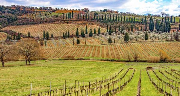 Vinho italiano - a fronteira do conhecimento sobre vinhos - Vinícola na Toscana