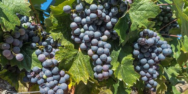 Vinhos tempranillo história sabores e harmonização Cacho de uvas