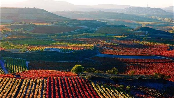 Vinhos tempranillo - história, sabores e harmonização - Região de Rioja