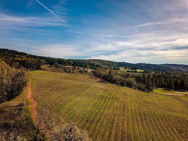 Vinhos tempranillo - história, sabores e harmonização - Vinha de Tempranillo em Umpqua Valley