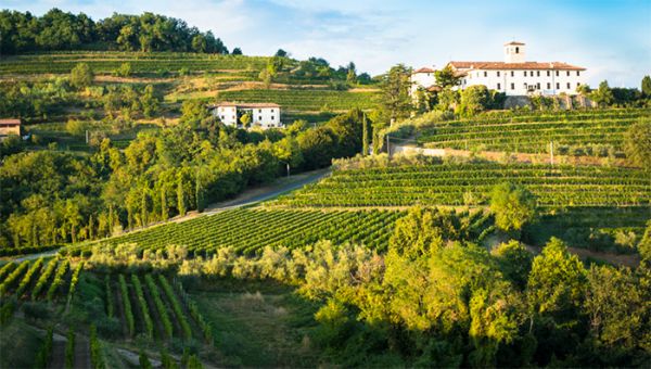 Vinho Pinot Grigio - a bebida que combina os sabores à beira mar - Vinhedos em Friuli