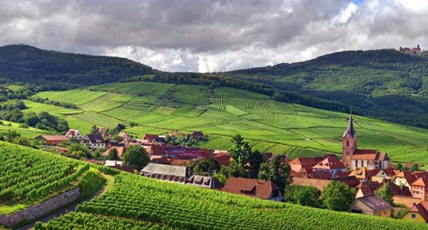 Vinho francês - histórias, regiões, sabores, rótulos e denominações - Vinhedos em Alsace