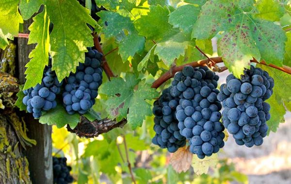 Vinho primitivo - histórias, sabores e curiosidades - Cachos de uva Primitivo