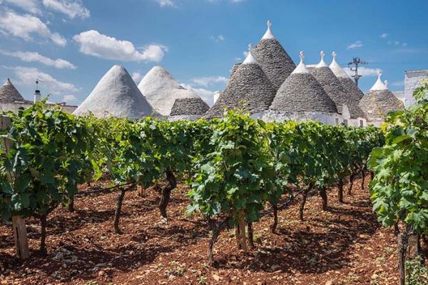 Vinho primitivo - histórias, sabores e curiosidades - Vinhedo de Primitivo na Puglia, Itália