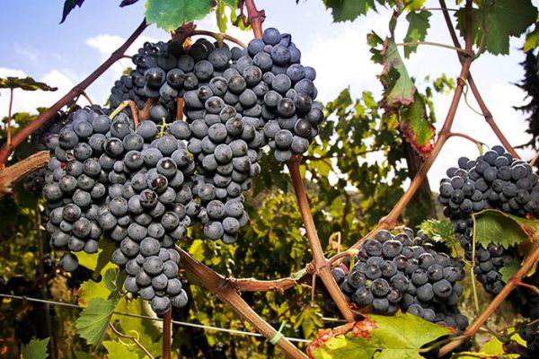 Vinho Sangiovese - do expressão latina aos tempos atuais - Cacho de uvas Sangiovese