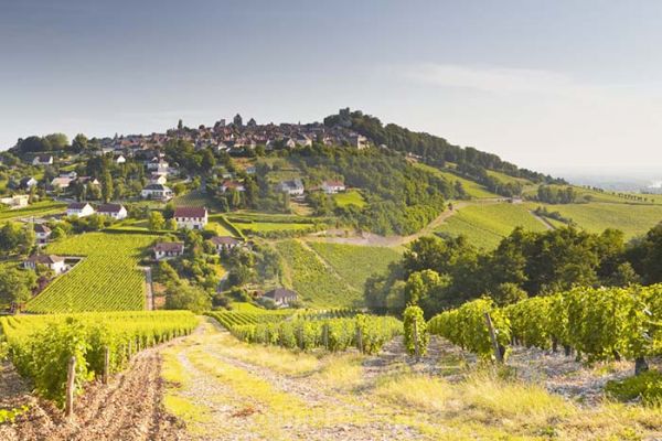 Vinho Sauvignon Blanc - sabores raros e prediletos dos conhecedores de vinho - Vinhas em Sancerre, Vale do Loire, França