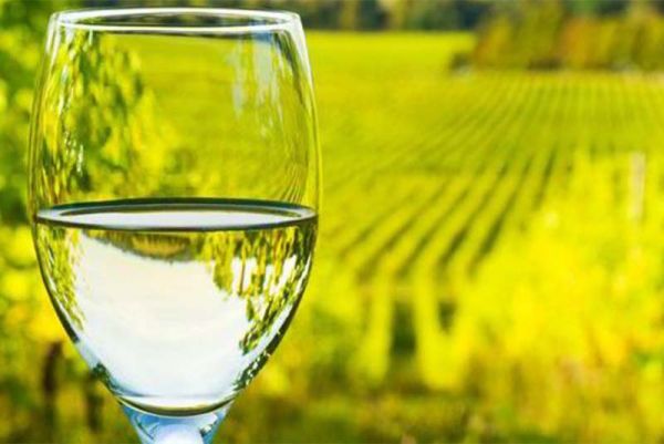 Vinho Sauvignon Blanc - sabores raros e prediletos dos conhecedores de vinho