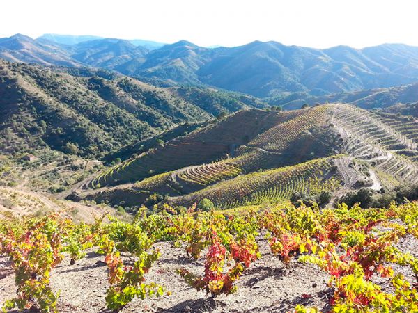 Vinho espanhol - um guia prático - Vinhedos em Priorat