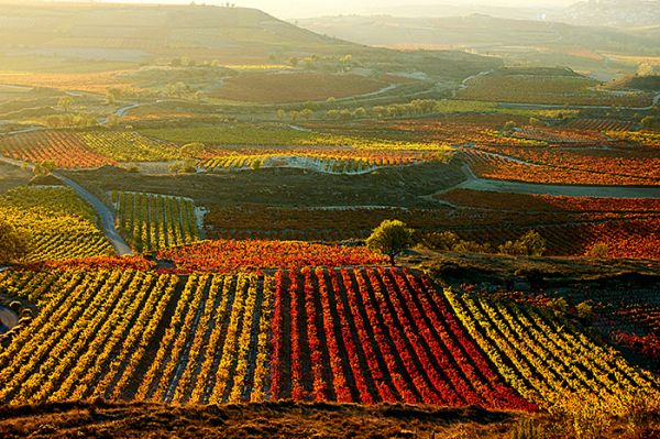 Vinho espanhol - um guia prático - Vinhedos em Rioja