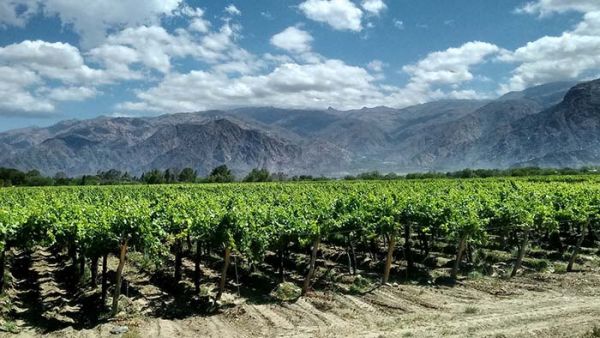 Vinho Argentino - História, regiões e uvas. Saiba tudo - Cafayetes