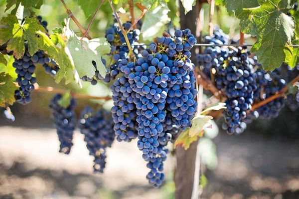 Vinho Argentino - História, regiões e uvas. Saiba tudo - Uvas tintas