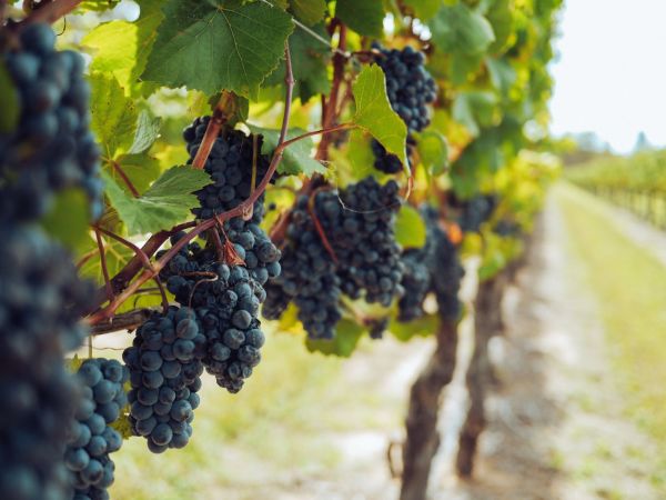 bunches of grapes hanging from vines 3840335