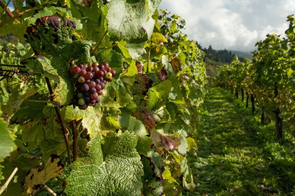 nature countryside grapes vineyard 110822 scaled