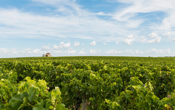 Château Moulin Delille Saint-Estéphe AOC 2012 - Terroir