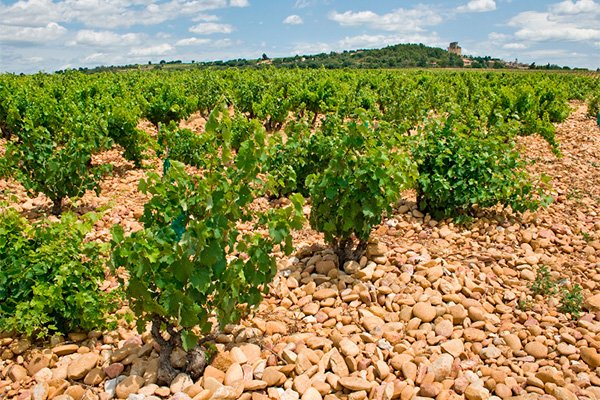 Château de Beaucastel Hommage à Jacques Perrin 2010 - Chateauneuf du Pape