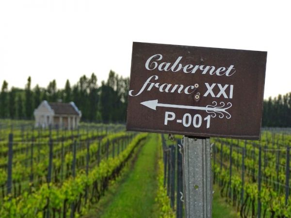 Cabernet Franc 