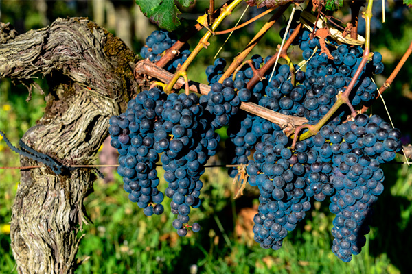 Château Pichon Baron au Baron de Pichon-Longueville 2012 - Safra