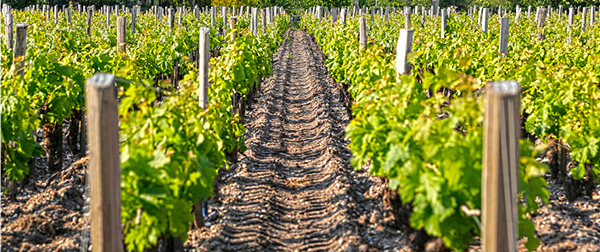 Château Pichon Baron au Baron de Pichon-Longueville 2012 - Terroir