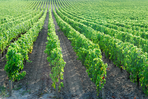 L'impression de Mauvesin Barton Médoc AOC 2014 - Terroir