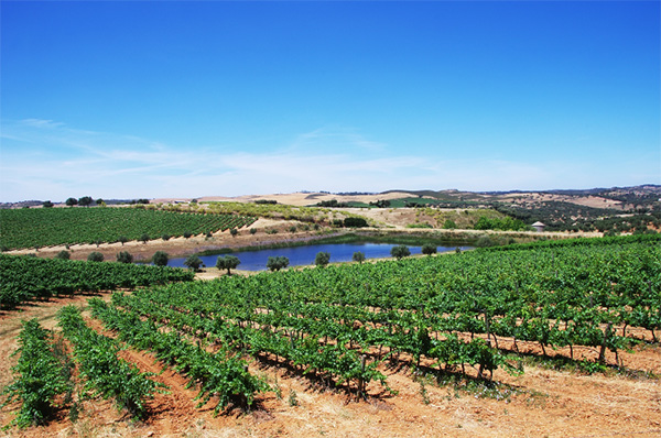 António Maçanita FitaPreta O Ancestral 2019 - Terroir