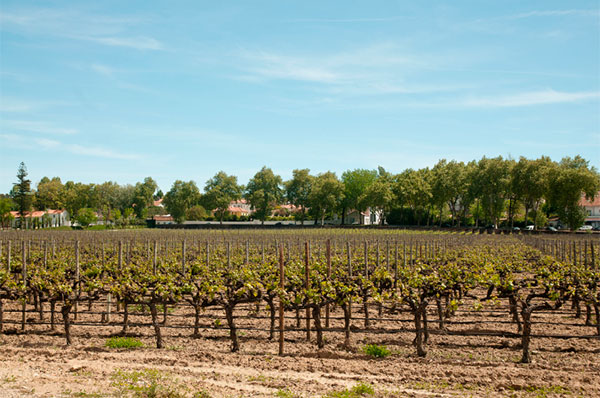 Casa Portuguesa Vinho Regional Península de Setúbal Rosé 2020 - Terroir