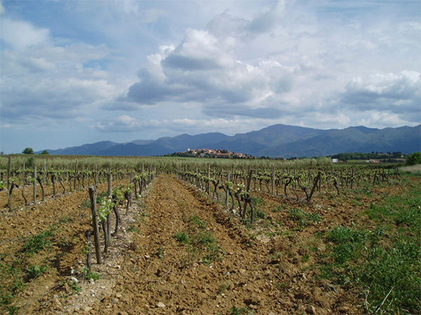 Domaine de La Rectorie Cuvée Thérèse Reig Banyuls AOC 2017 - Terroir