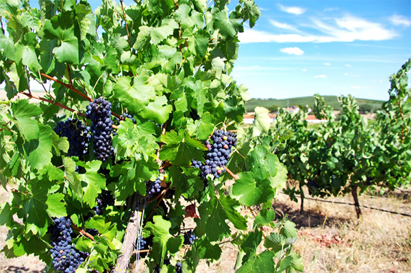 Tinto de Castelão by António Maçanita 2018 - Terroir