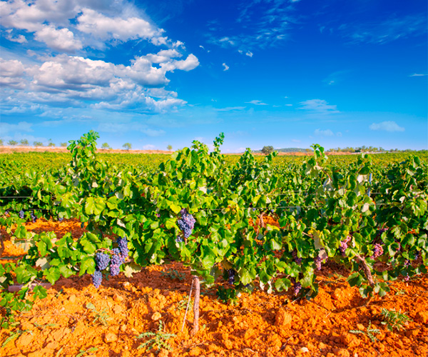 Valtier Reserva Utiel-Requena DOP 2015 - Terroir