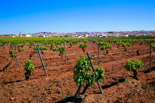 Ponderado Pinot Noir 2020 - Terroir