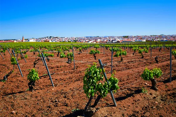 Ponderado Pinot Noir 2020 - Terroir
