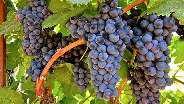 Solear Tannat 2020 - Uvas