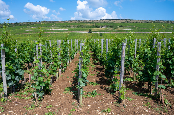 Bouchard Père & Fils Grand Vin de Beaune-Grèves Vigne de L'Enfant Jésus Premier Cru 2017 - Terroir