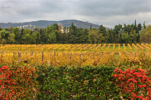 Cesari Valpolicella Classico DOCG 2019 - Terroir