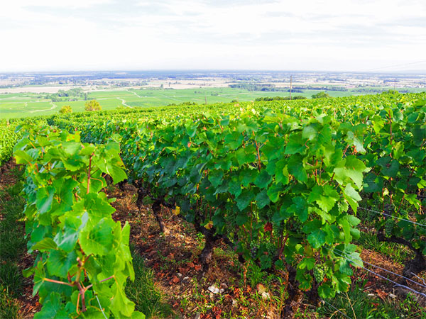 Bouchard Père & Fils Grand Vin de Bourgogne Pommard AOC 2018 - Terroir