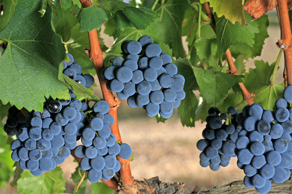 La Heredada Tempranillo Garnacha 2020 - Uvas