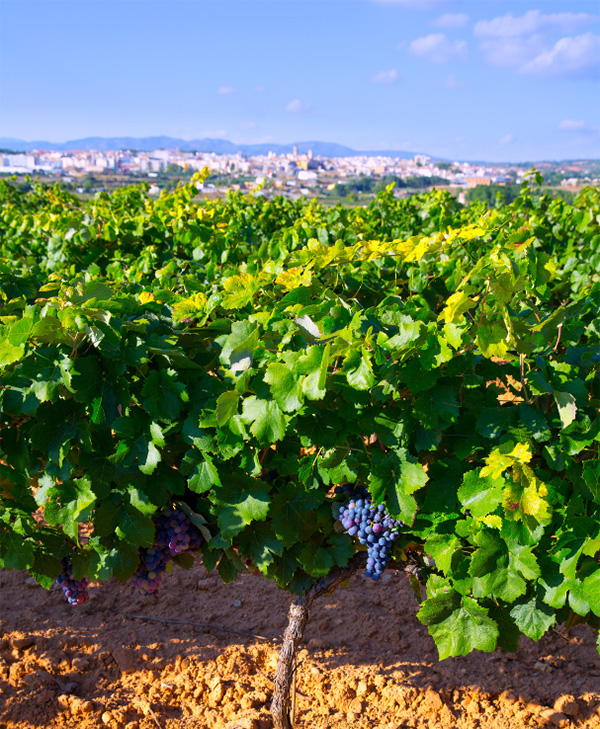 Anciano Crianza 3 Years Tempranillo Valencia DOP 2018 - Terroir