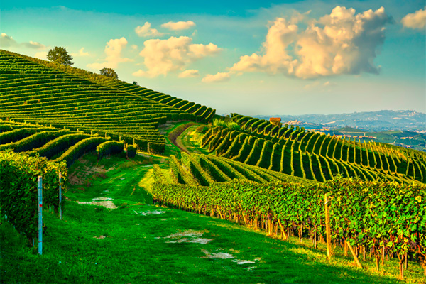 Antiche Cantine Dei Marchesi Di Barolo Barolo DOCG 2017 - Terroir