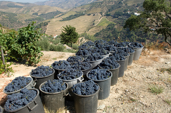 Exemplo Douro DOC 2020 - Uvas