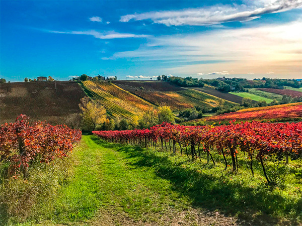 Frisante Pontebello Lambrusco IGT dellEmilia Rosso Amabile - Terroir