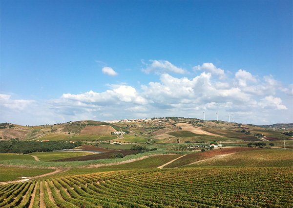 Portada Reserva Vinho Regional Lisboa 2020 - Terroir