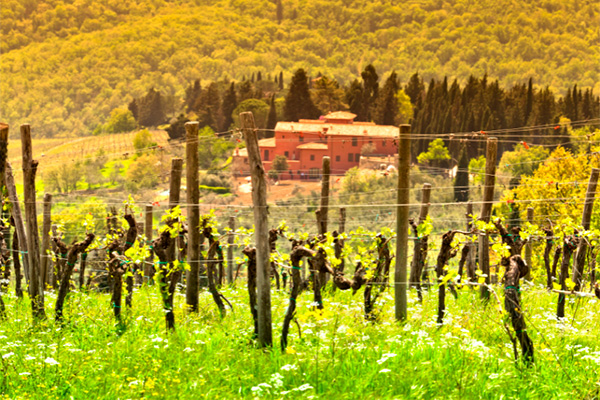 Vigneti di Campomaggio Chianti Classico Riserva DOCG 1993 - Terroir