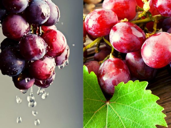 17 uvas tintas que você precisa conhecer 2