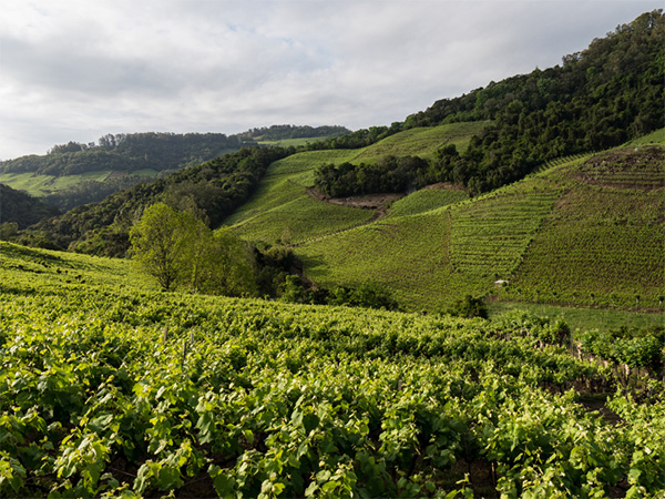 Casa Valduga Naturelle Rosé Suave - Terroir