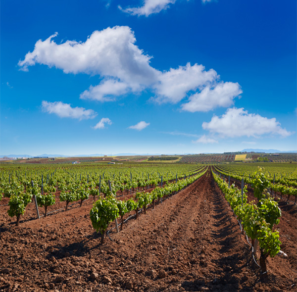 Ponderado Pinot Noir 2021 - Terroir